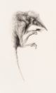 Elizabeth Gunter-They tarry not