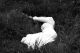 Bongeka Ngcobo-Pass Me Over