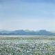 Bruce Backhouse-Near Schoombee