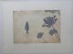 Fiona Pole-Agapanthus Africanus