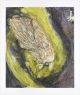 Heidi Fourie-the moth she had been searching for