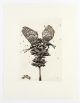 Jessica Webster-Untitled (Metamorphosis)