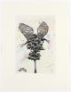 Jessica Webster-Untitled (Metamorphosis in Colour II)