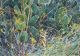 Meriel May-Undergrowth: Cacti