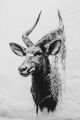 Nadia Ettwein-KUDU