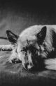 Nadia Ettwein-Polisie Hond