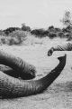 Nadia Ettwein-There's an elephant in the room