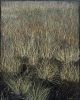Rosemary Joynt-Fieldnotes 3