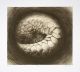 Walter Oltmann-Pangolin